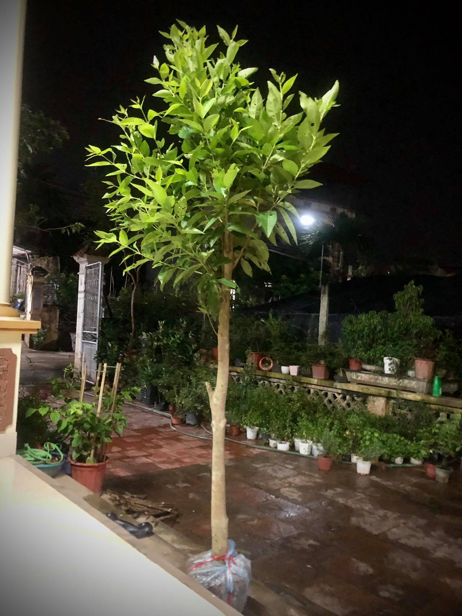 Cây vối nếp cao 1.2m (ảnh thật)