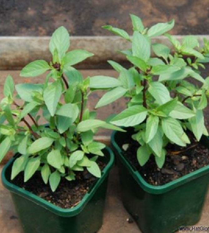 Hạt Giống Húng Quế - 1 gói 2gr