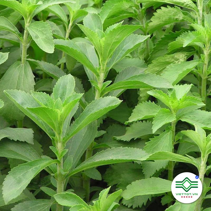Cỏ ngọt nguyên lá 1kg VT012