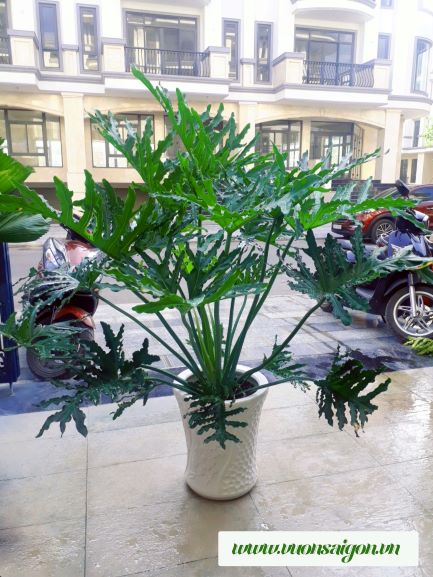 Trầu Bà Thanh Xuân - Cây cảnh trong nhà