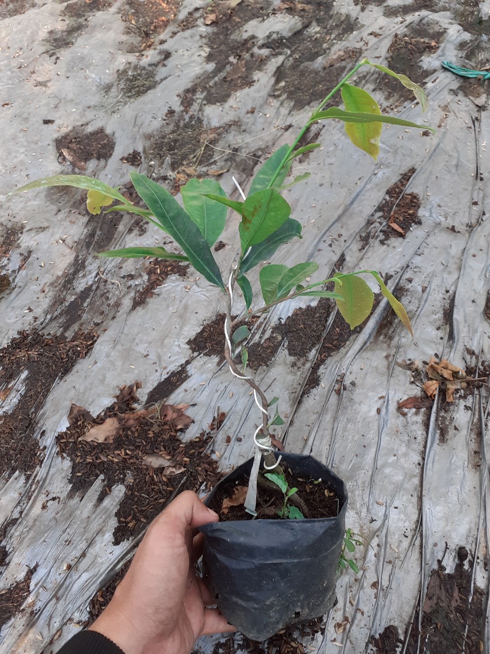 Mai Cúc Nhị Đỏ