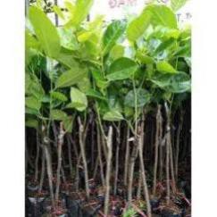 Com bo 2 Cây Giống Mít Thái Siêu Sớm