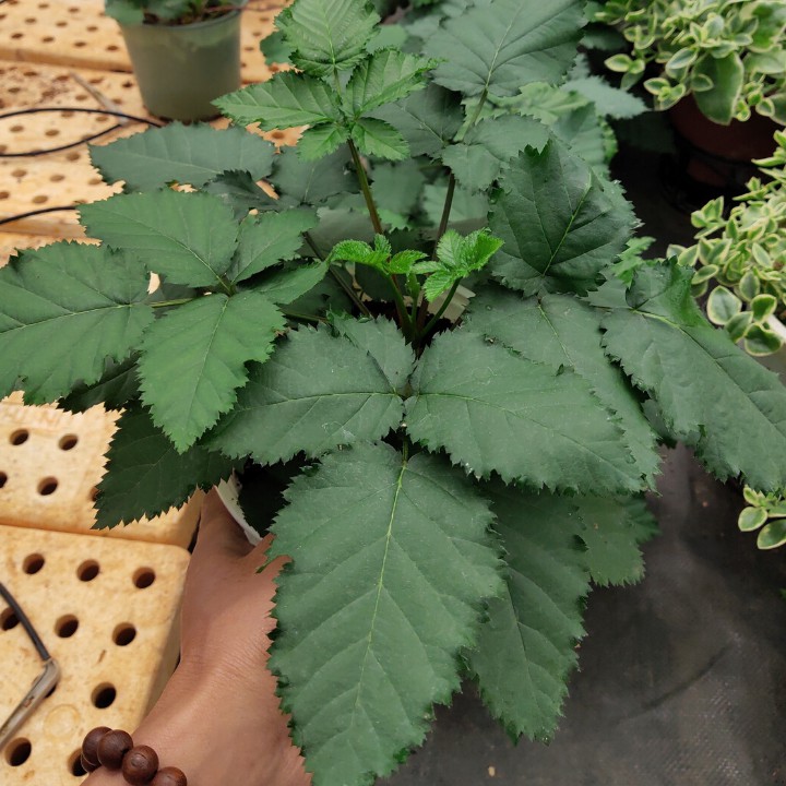 Cây phúc bồn tử đen.