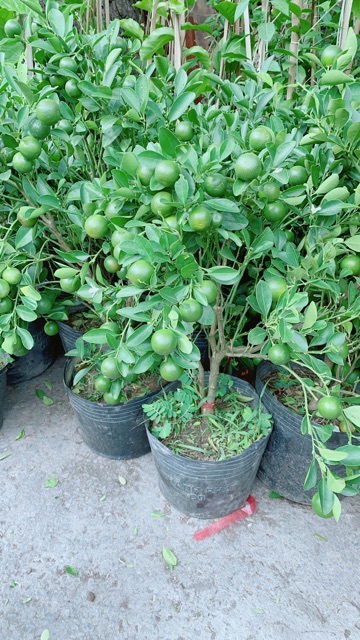 Cây Tắc Kiểng (Quất Kiểng)