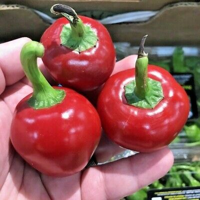 Hạt giống Ớt Bí Ngô Cherry F1