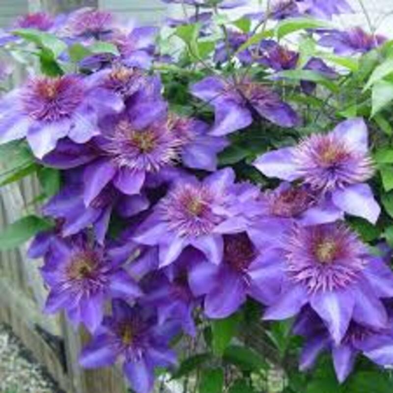 COMBO 2 CỦ hoa leo ông lão-củ giống