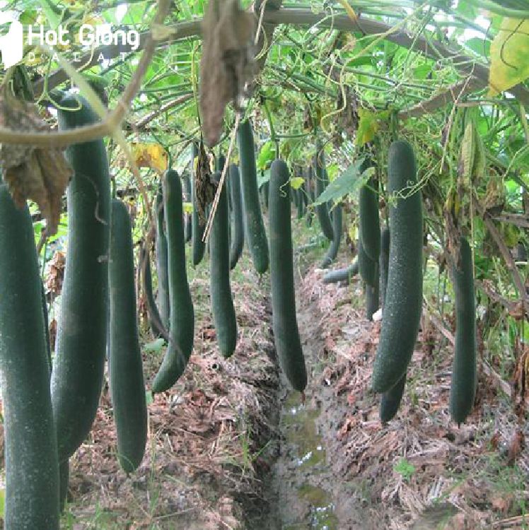 Hạt giống bí xanh dài  -Bí đao (bí sặt) – 2Gram ( 30 hạt )