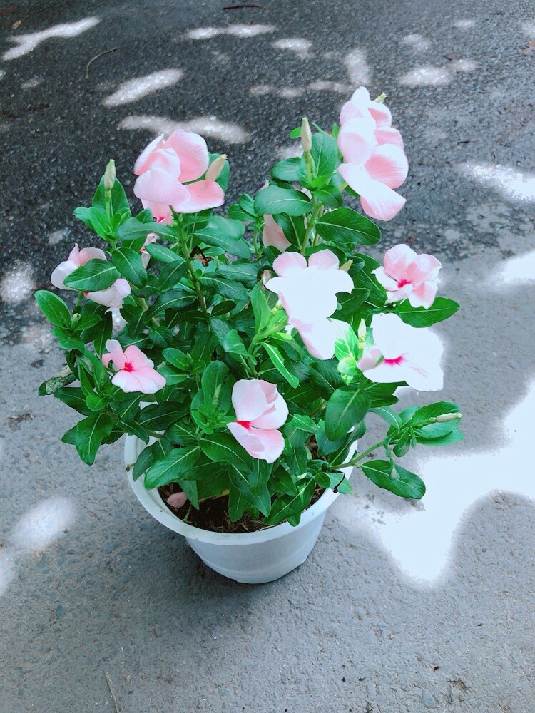 Hoa Dừa Cạn Màu Hồng Nhạt (có sẵn hoa)