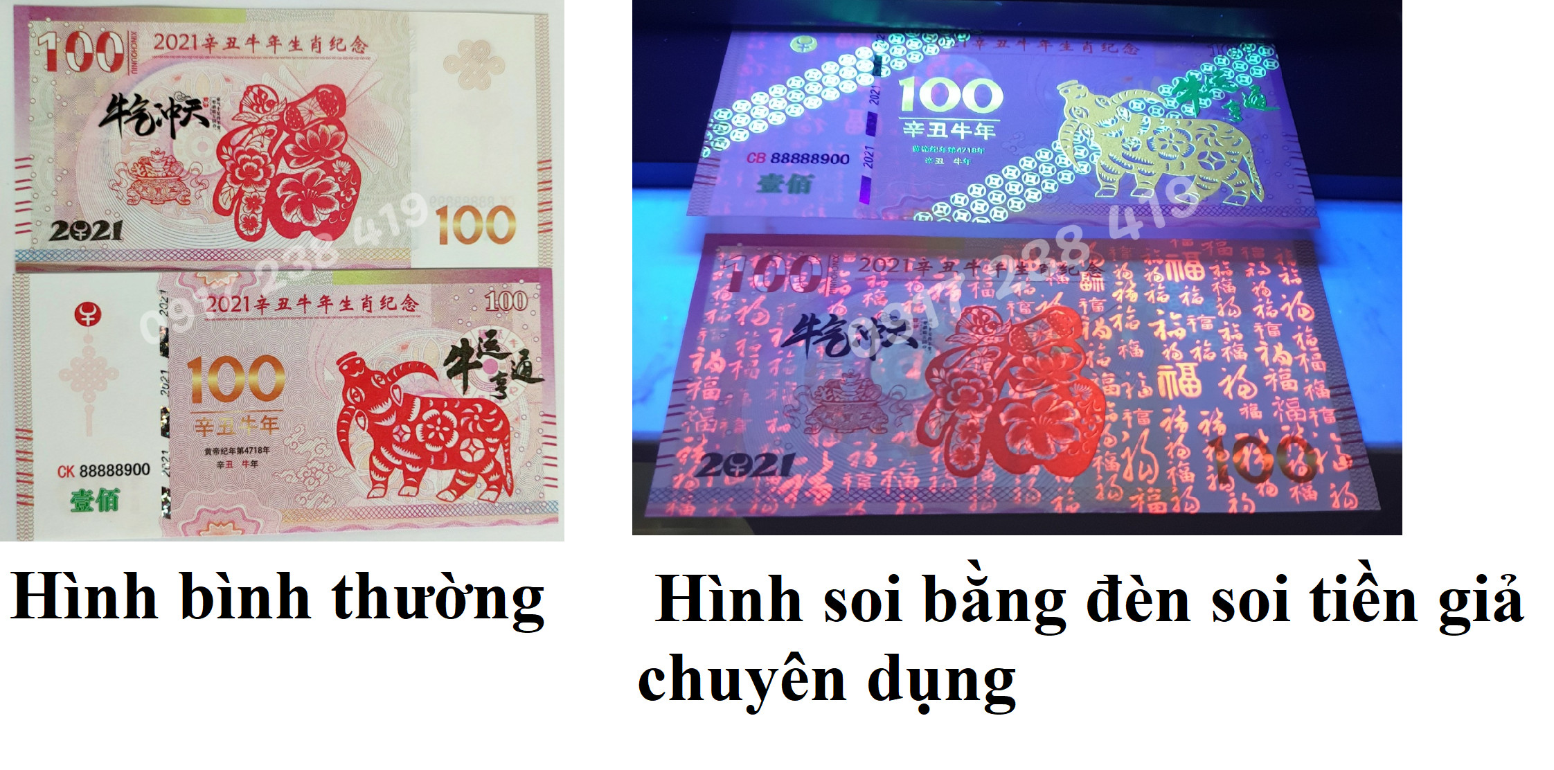 TIỀN MACAO HÌNH CON TRÂU 100 PATASCA