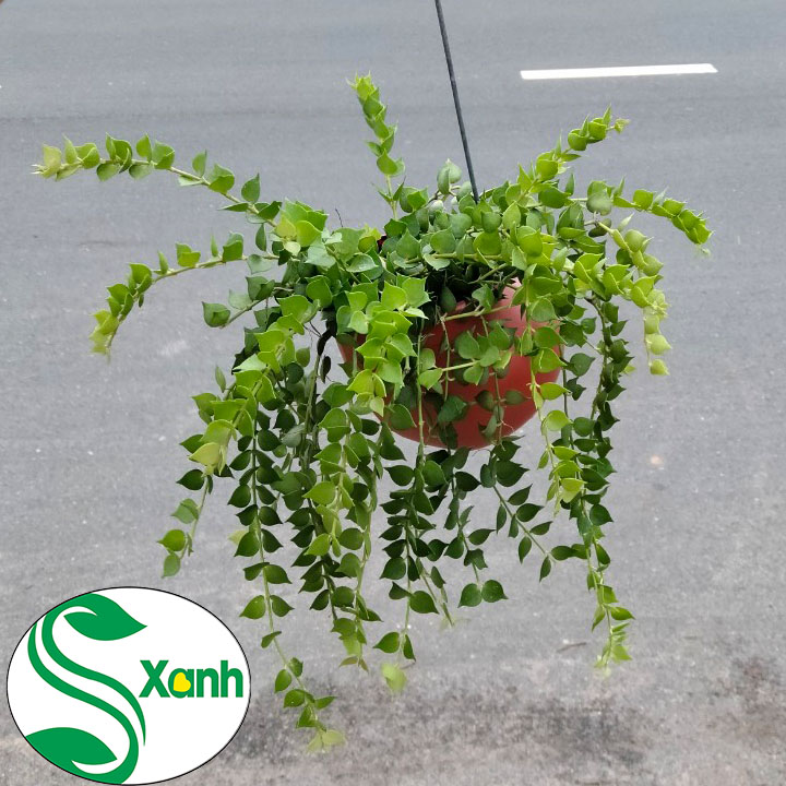 Chậu Treo Lan Tim Ốc Đỏ