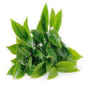 Lá Trà (Lá Chè ) Tươi Dùng Nấu Nước Uống