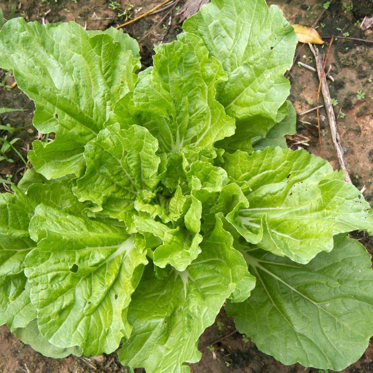 Gói 10 gram hạt giống cây cải Bẹ Dún