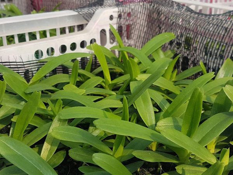 combo 3 cây hoa phong lan - quế tháng 8 hòa bình - quế tháng 8 hòa bình