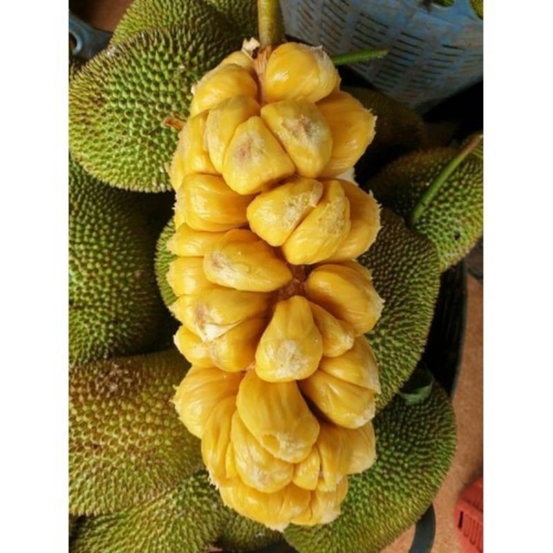 Cây Giống mít tố nữ (ghép siêu sớm)