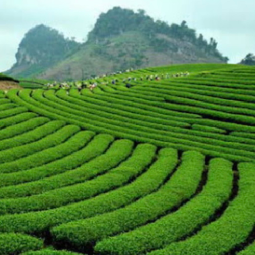 Trà xanh Tân Cương TỨ QUÝ_ 200 gr