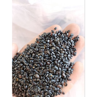 1kg hạt keo tai tượng giống