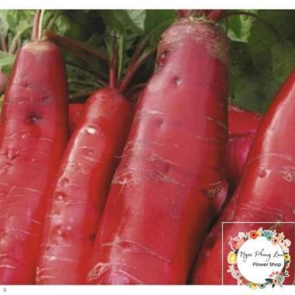 Hạt Giống Củ Cải Đỏ Dài - Gói 5 Gram