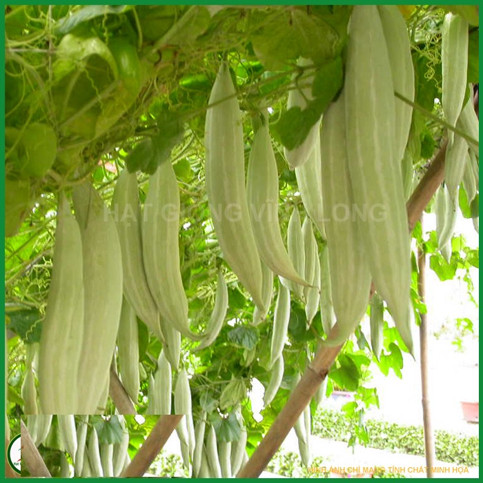 Hạt giống khổ qua tây ( Khổ qua tây trắng ) - Gói 2gram