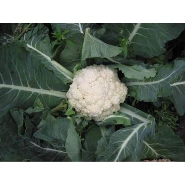 [ Siêu Hạt Giống ] 1GR - HẠT GIỐNG SÚP LƠ TRẮNG F1