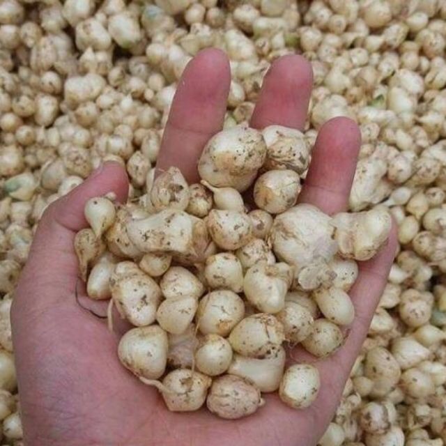 5kg hành tăm Nghệ An ( củ nén)