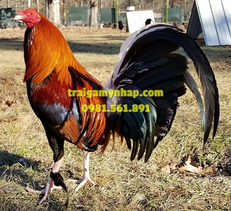 10 Trứng Gà Mỹ