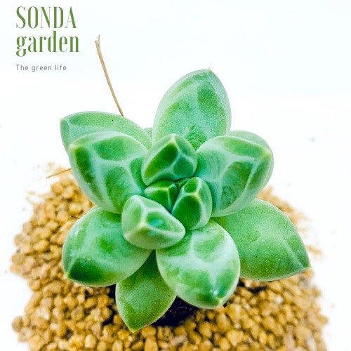SEN ĐÁ KIM CƯƠNG TRẮNG SIZE MINI LỖI 1 ĐỔI 1