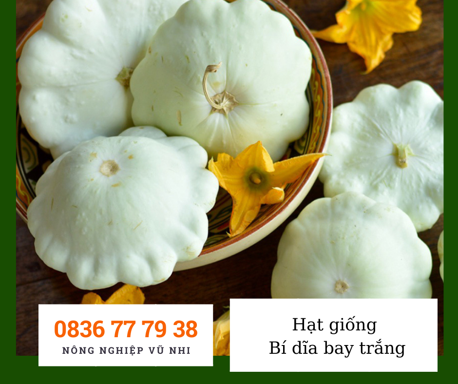 Hạt giống bí dĩa bay trắng - hatgiong24h