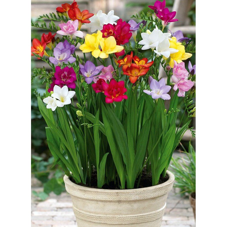 Bộ 6 củ giống hoa lan nam phi 6 màu - Kèm 6 viên ươm củ