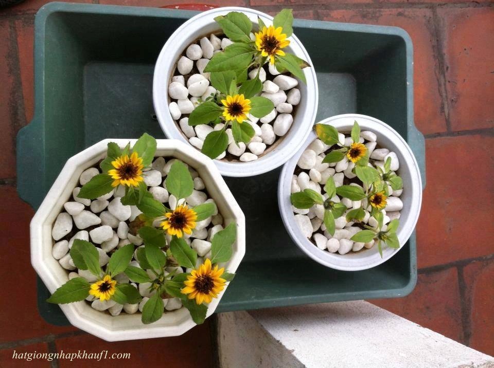 Hạt giống hướng dương lùn 30 hạt