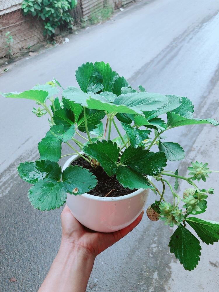 Chậu Dâu Tây