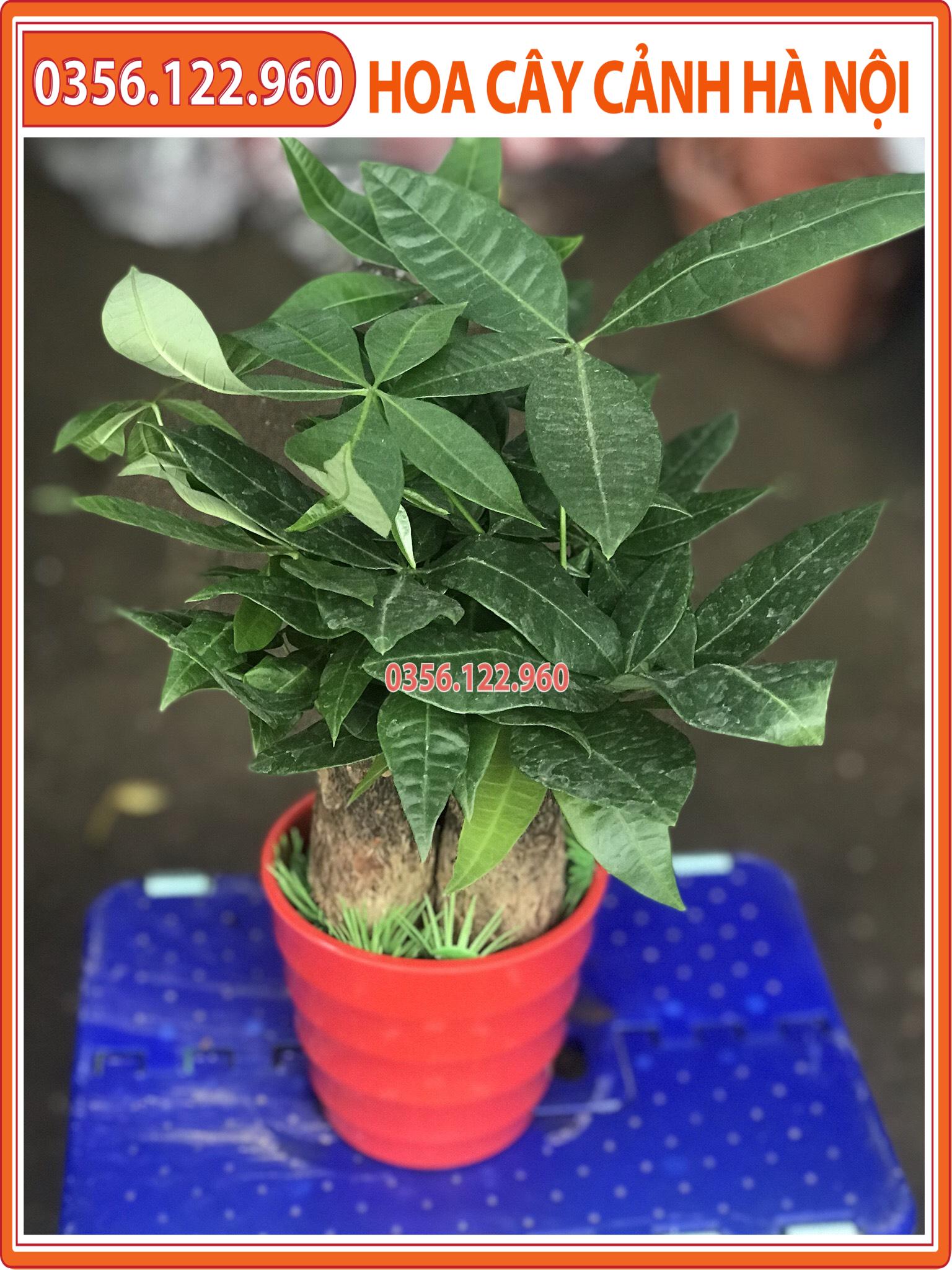 Chậu cây kim ngân để bàn 3 thân