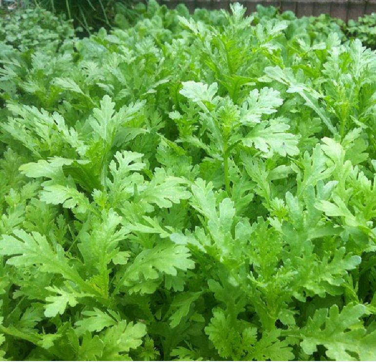 Hạt giống rau cải cúc tần ô - gói 20gram