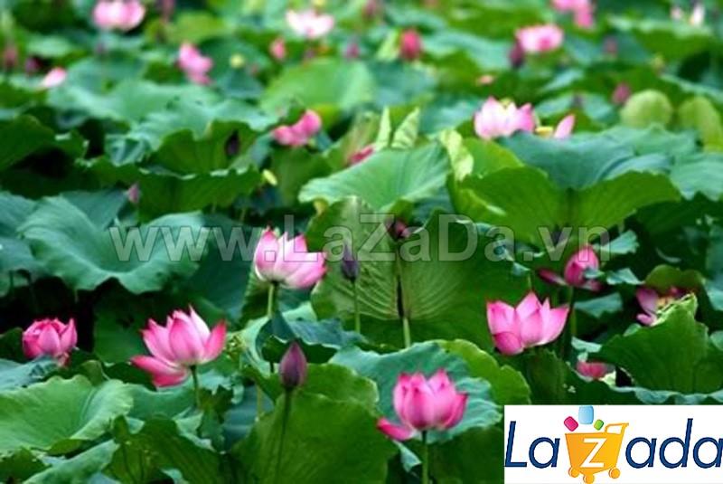 15h Hạt Giống Sen Ta Mix (C1.103| -KD: A8*V21*M111)