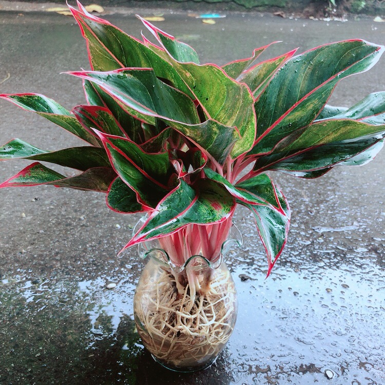 Chậu Phú Quý Trồng Thuỷ Sinh