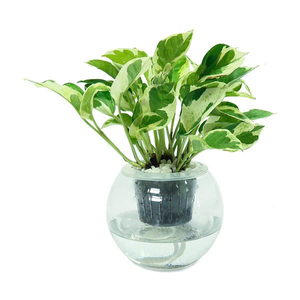 TRẦU BÀ SỮA--TRẦU BÀ CẨM THẠCH (ĐỘT BIẾN)