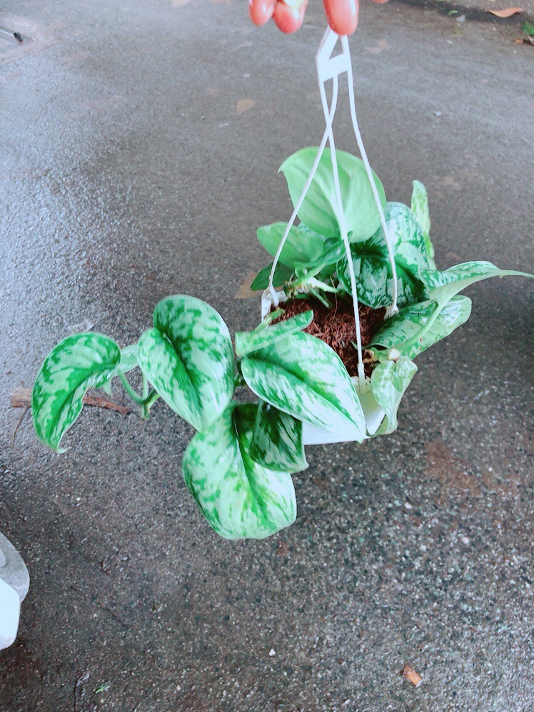 Chậu Trầu Bà Lụa