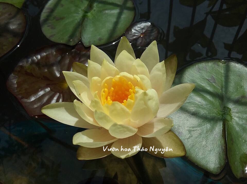 [RẺ VÔ ĐỊCH] Cây hoa súng Thái Lan màu vàng trắng Đ-03