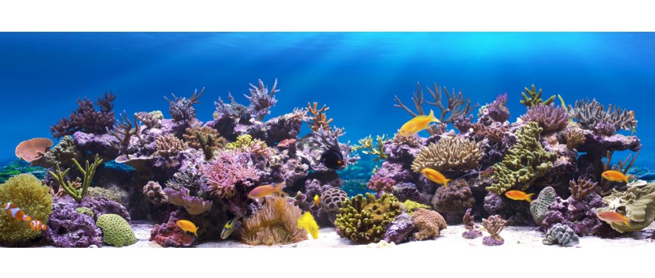 Tranh phông nền VTC dán hồ cá, bể thủy sinh Aqua_049 KT 120 x 60 cm