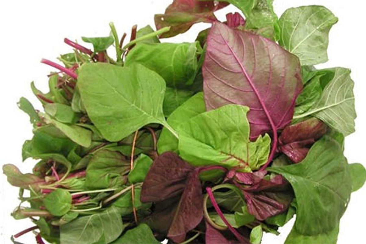 Hạt Giống Rau Dền Ba Màu (Gói 20 Gam ~ 7000 hạt) Nhanh Thu Hoạch, Dễ Trồng