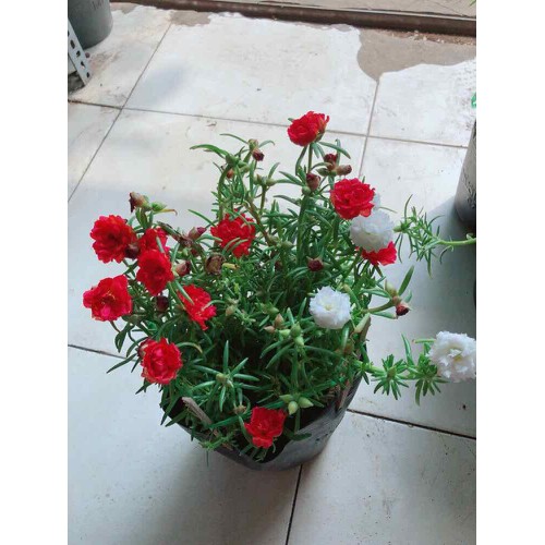 COM BO 2 CHẬU HOA MƯỜI GIỜ GIỐNG