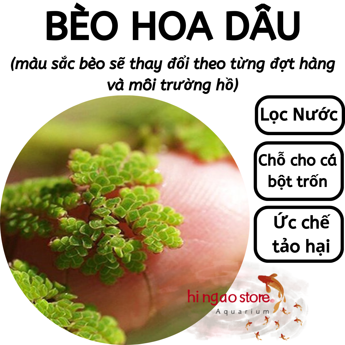 Duckweed-ruffles Bran-aquarium decoration | hingaostore.