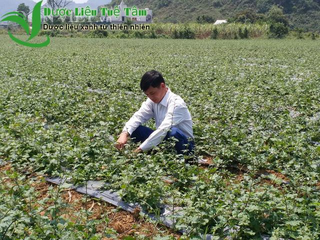 [HCM][Chính hảng] Cây cà gai leo HÒA BÌNH (1kg khô)
