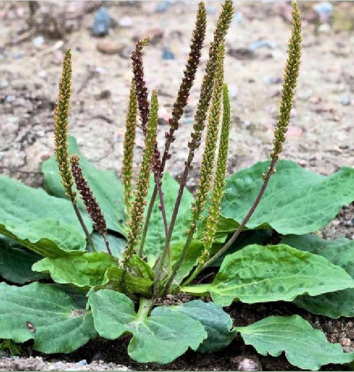 "Gói 2Gram "Hạt giống cây rau mã đề [Seeds]