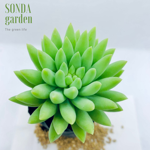 SEN ĐÁ CHUỖI NGỌC ĐỨNG XANH SIZE BÉ LỖI 1 ĐỔI 1