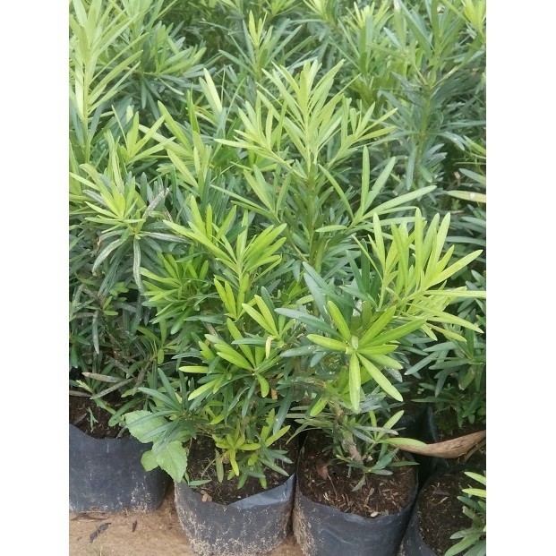 Cây tùng la hán giống khỏe đẹp - 545