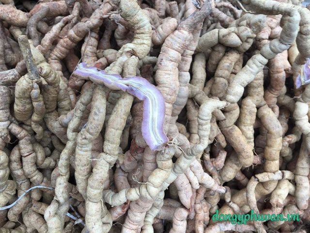 [HCM]1kg Ba kích tím tươi - Ba kích rừng