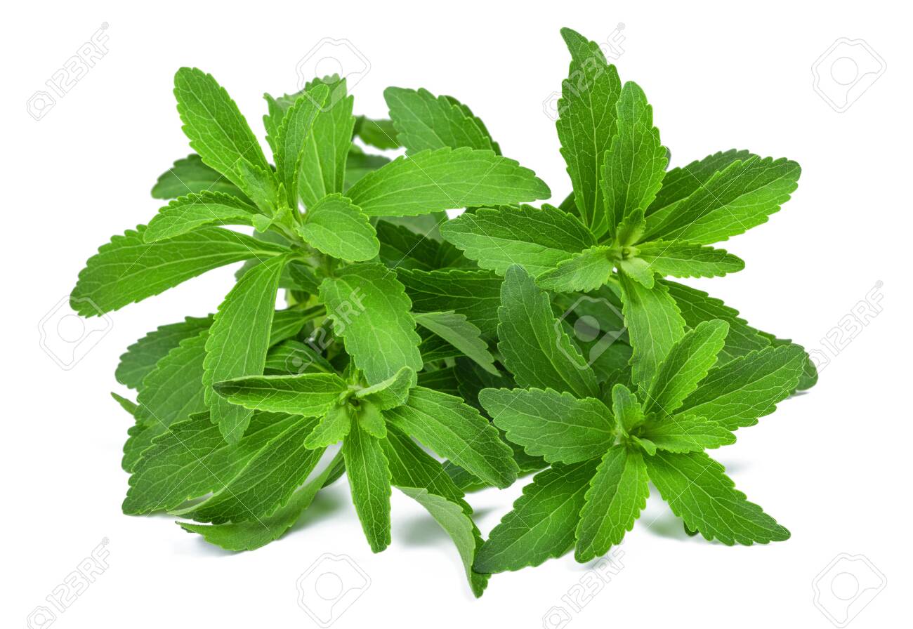 Gói 5  hạt giống Cỏ Ngọt Stevia