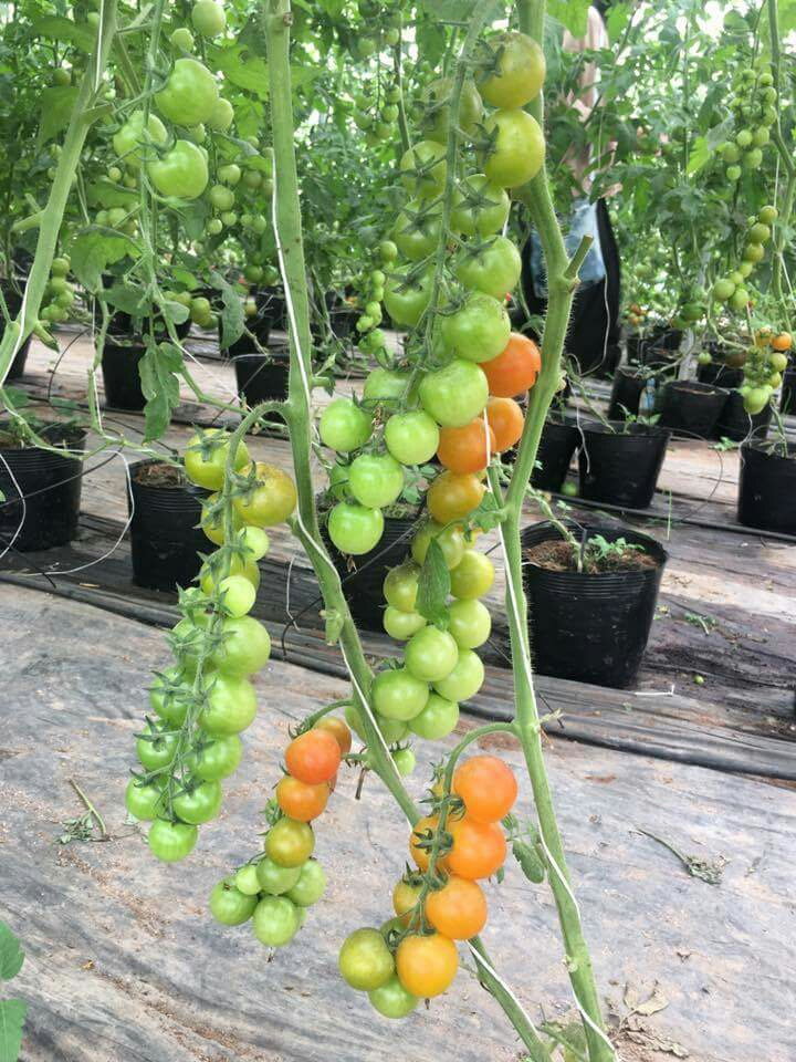 Hạt giống cà chua bi dây vàng cherry ( gói 30 hạt kèm gói kích thích hạt nảy mầm )