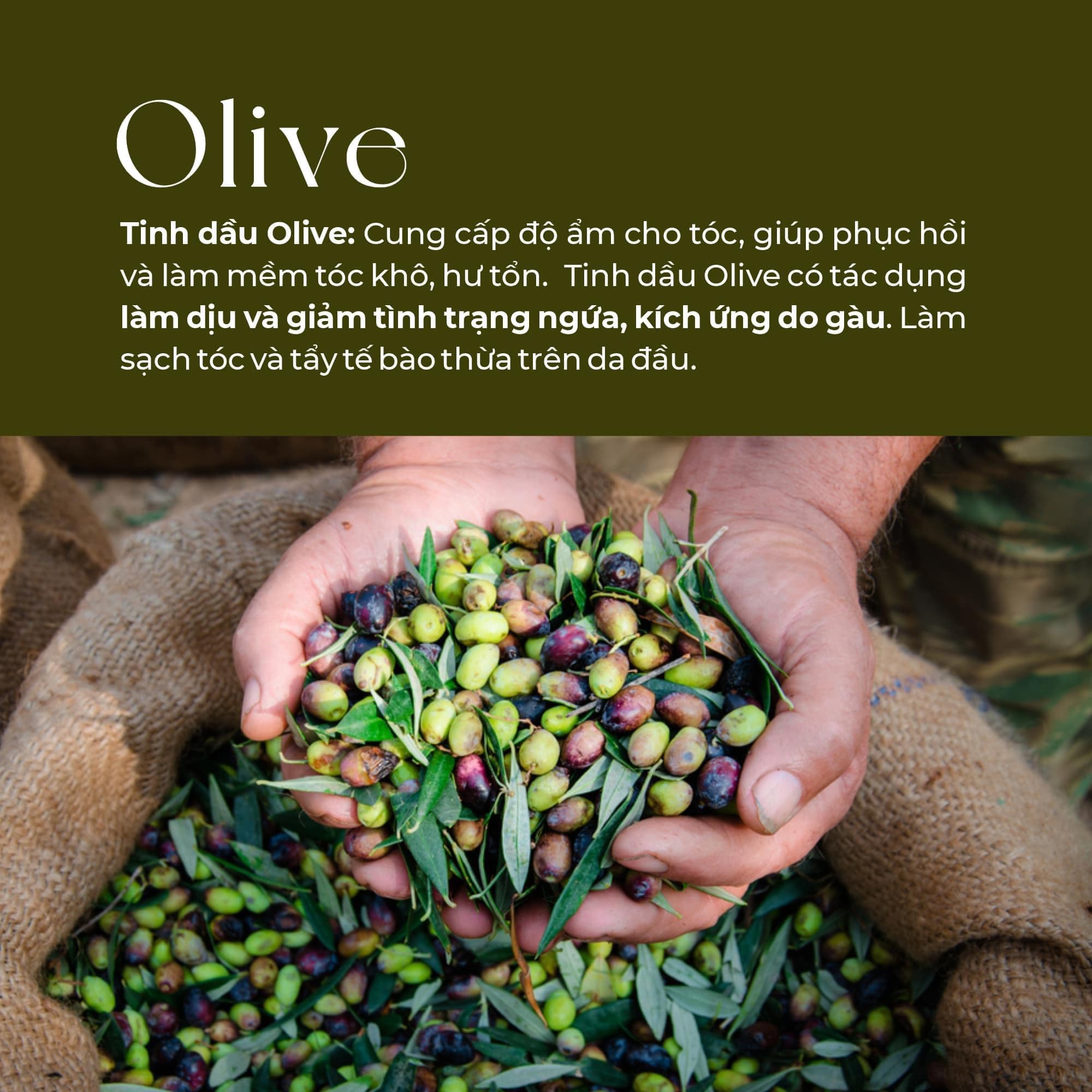Dầu gội Olive Hachi cho tóc gàu