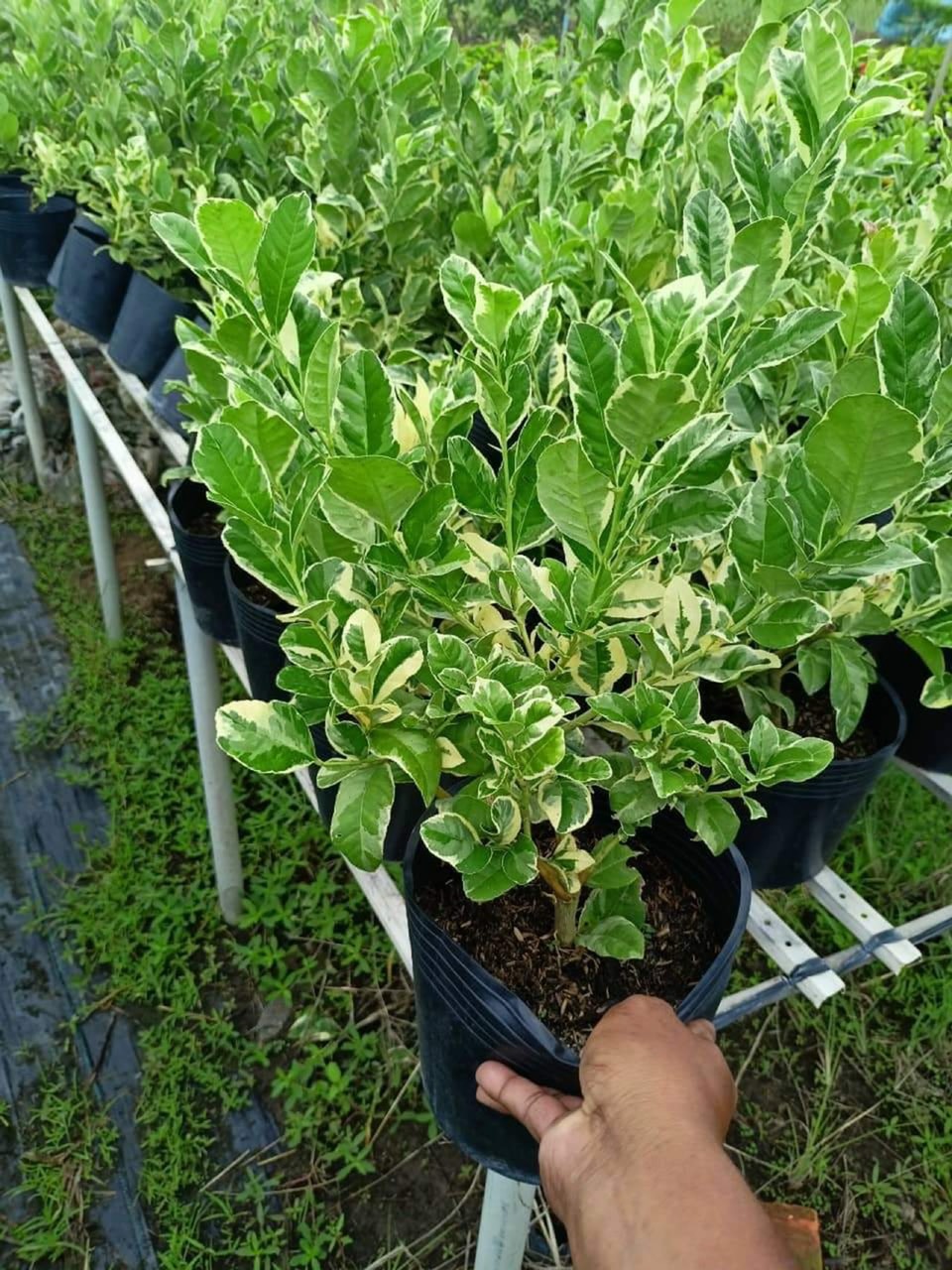 Cây chanh vàng cẩm thạch cao 20-50 cm
